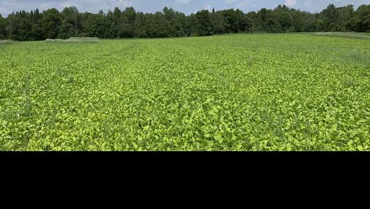 Crops in fiels