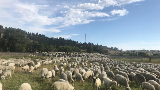 Goats in field