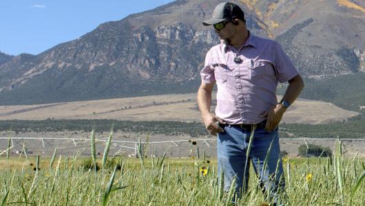 Person standing in crop field with mountains in the background