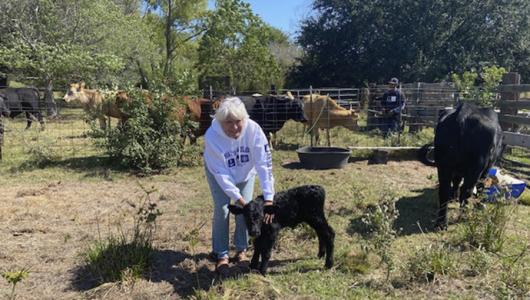 Person petting a calf