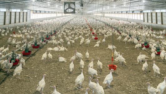 Turkeys in feed house