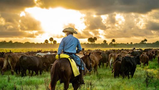 Person on horse corralling cattle