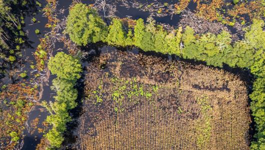 Flooded crop field