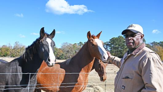 Person standing next to two horses