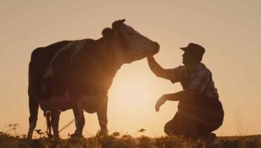 Cow and rancher in a field